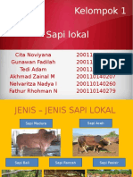 Sapi Lokal Rev