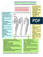 Cat Dissection Aortique