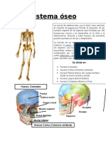 Sistema Óseo