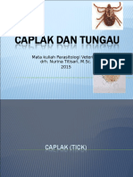 Caplak Tungau