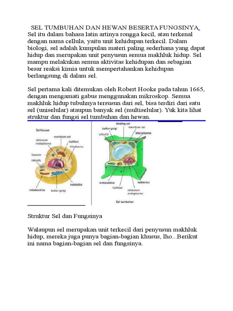 Struktur Sel  Hewan  Dan  Sel  Tumbuhan Beserta  Fungsinya  