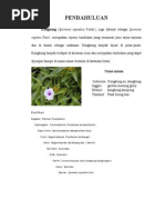 Download morfologi kangkung by Hendrik_Nurfitrianto SN34321591 doc pdf