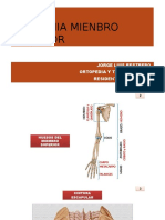 Anatomia Mienbro Superior