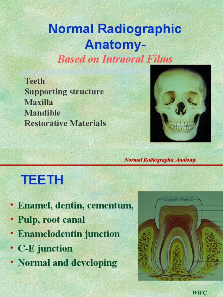 Normal Radiographic Anatomy of Maxilla & Mandible | PDF | Human Tooth ...