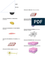 Formas de Celulas