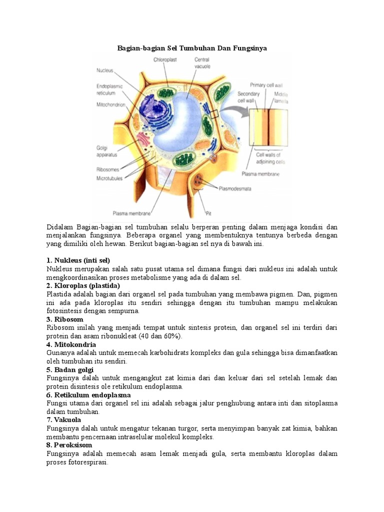 Bagian Sel Tumbuhandocx