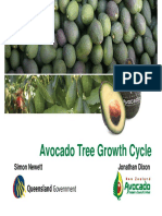 AVO - Avocado Tree Growth Cycle