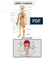 Cuerpo Humano