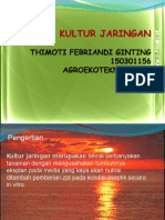 Kultur Jaringan TIMO