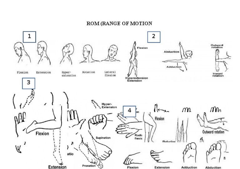 Understanding Range of Motion (ROM) | PDF