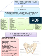 Antropologia - Diapos