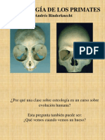 Osteologia Clase AndresR.-primates