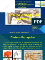  Cintura Escapular Anatomia 