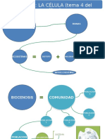 Tema 4 La Célula