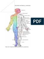 Dermatome Anatomical Landmark