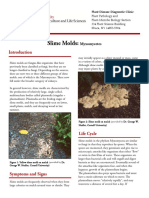 Plant Disease Diagnostic Clinic Slime Molds