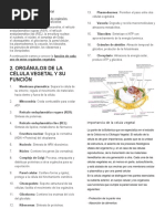 Funciones de La Celula Vegetal