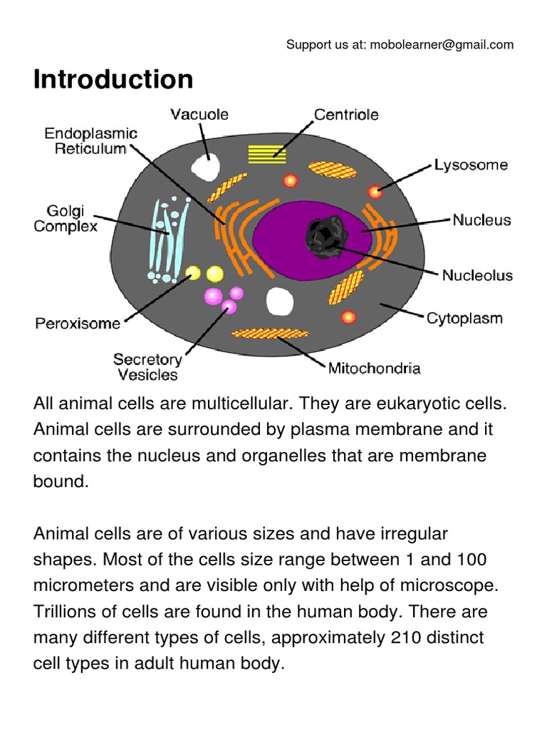 Animal Cell Pdf Endoplasmic Reticulum Cell Biology