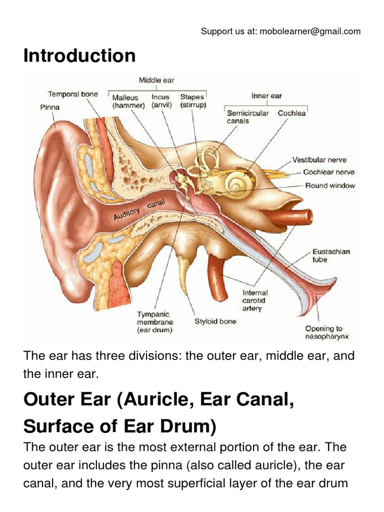 Anatomy And Physiology Of The Ear Physiology Of Hearing Mechanism,