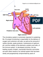 The Circulatory System PDF