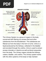 The Urinary System.pdf