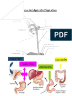 Anatomia Del Aparato Digestivo