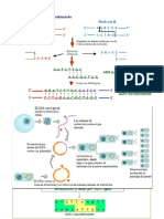 Adn Recombinante