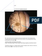 Preparat melintang Cordyline fruticose