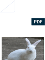 rabbit.docx