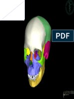 OU-HCOM_3D_skull_low-res.pdf