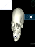 OU-HCOM_3D_skull_1-color_medium-res.pdf