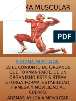 Sistema Muscular