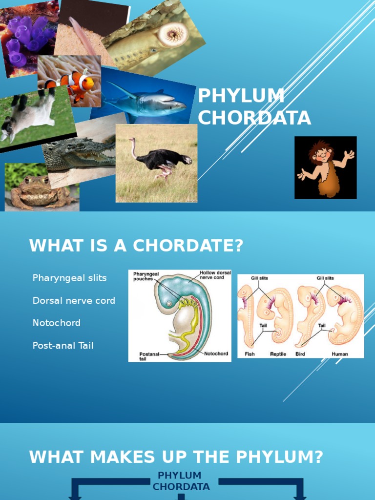 Overview of Phylum Chordata Classes | PDF | Gill | Zoology