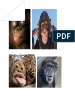 Ape