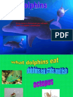 Hi My Name Is Emmanuel You Will Learn About My Dolphin Presentation