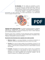 Descripción Célula Eucariota