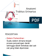 anatomi SISTEM PERKEMIHAN.pdf