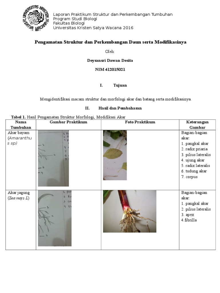 Sistem Perakaran Dan Modifikasi Akar Tumbuhan Struktur Dan Morfologi Tumbuhan Pdf
