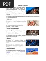 Ramas de La Biología