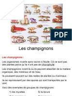 Les Champignons 