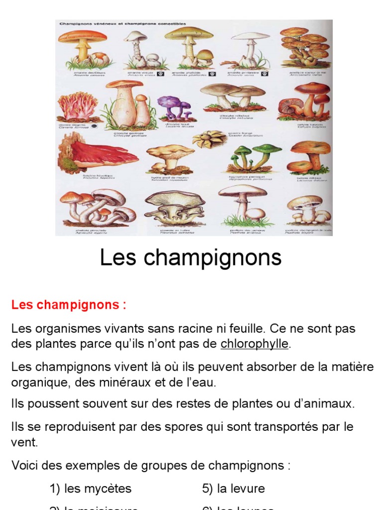Les Champignons | PDF | Champignons | Racine
