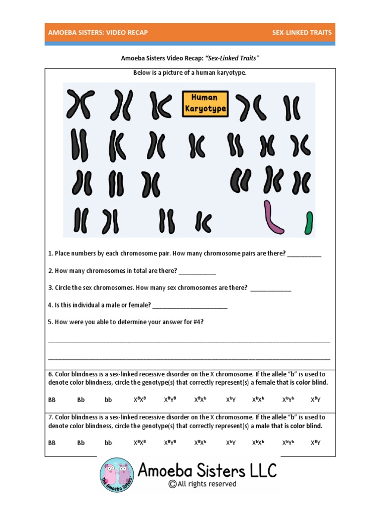 amoeba-sisters-monohybrid-worksheet-trouble-counting-how-chromosome-numbers-change-in-mitosis