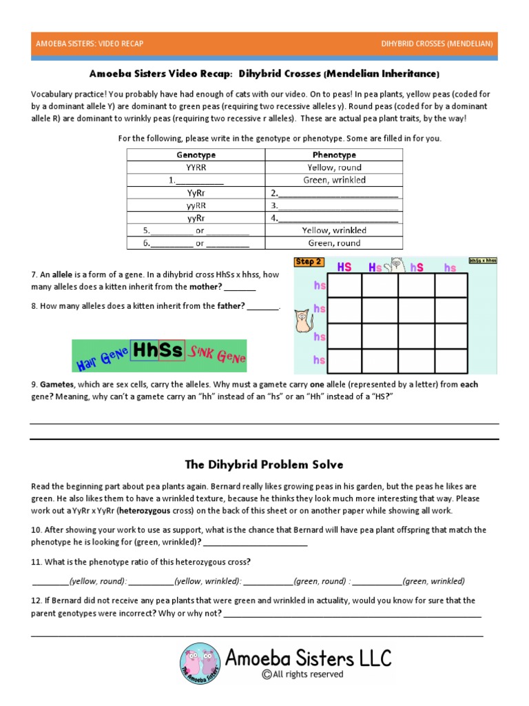 Amoeba Sisters Monohybrid Crosses Worksheet Answer Key