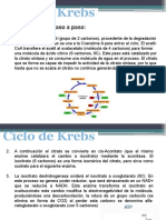 Ciclo de Krebs