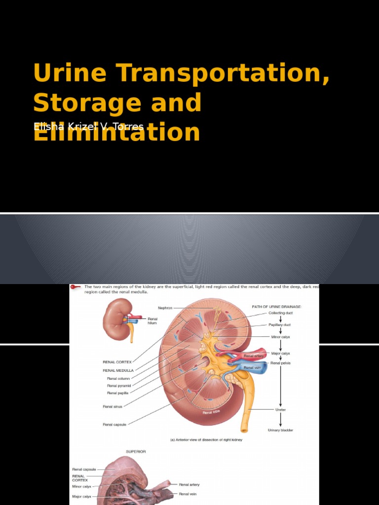 Urine Transportation, Storage and Elimintation Urinary Bladder