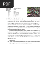 Download Krokot Portulaca Oleracea L by Oka Pramestia Dewanti SN343987828 doc pdf