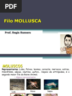 molusco.ppt