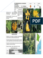 Abutilon Pauciflorum PDF