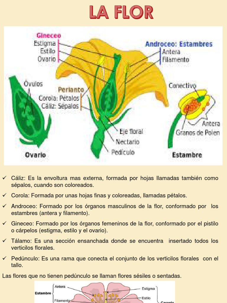 Flor y Fruto: Estructuras y Clasificación | PDF | Flores | Fruta