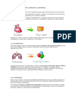 Funciones de Los Organos